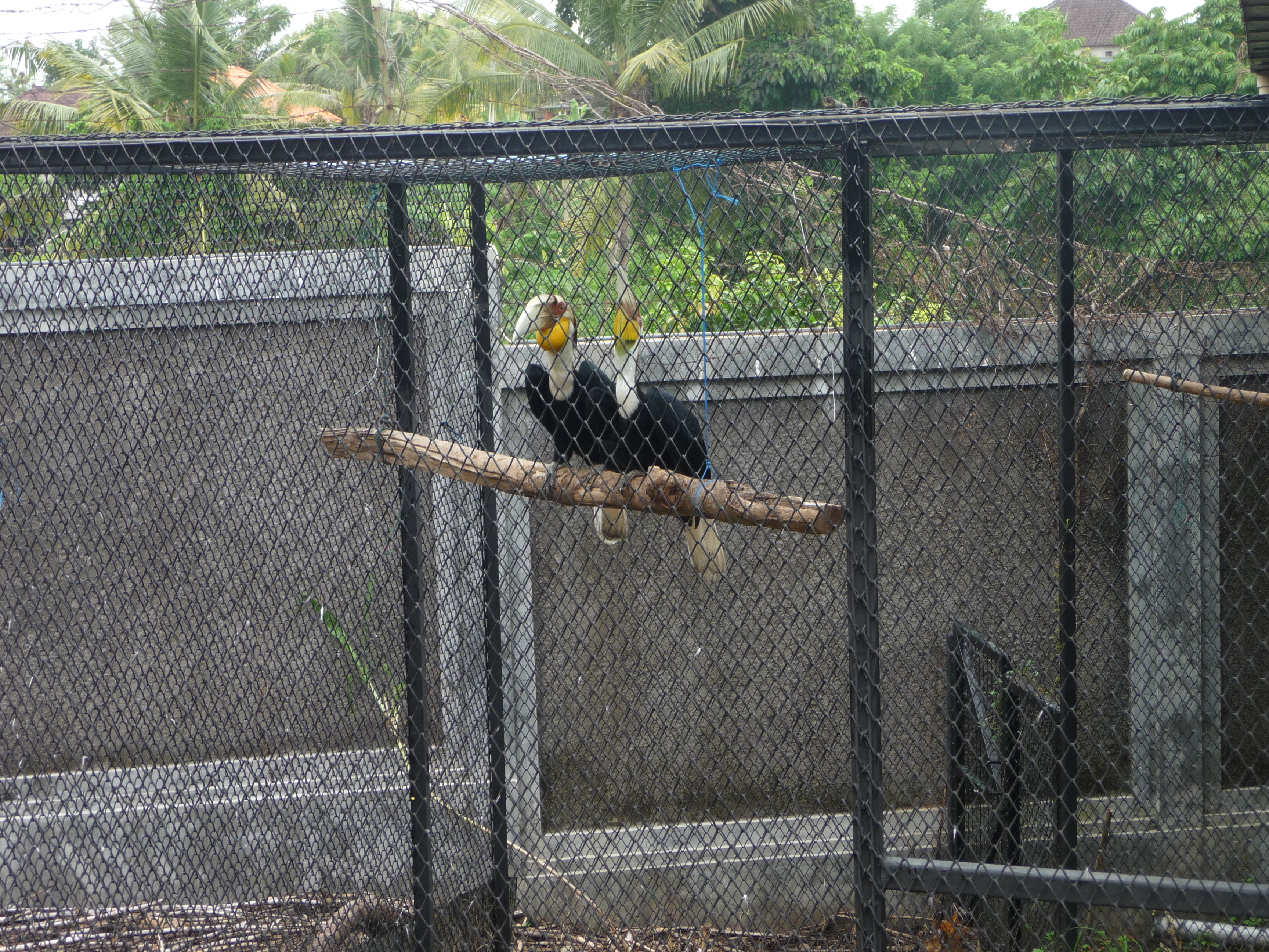 Hornbill