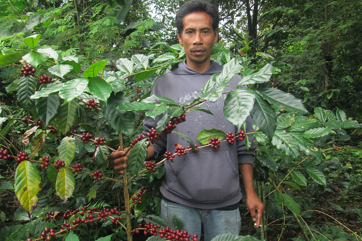 Economic Development For Coffee Farmers